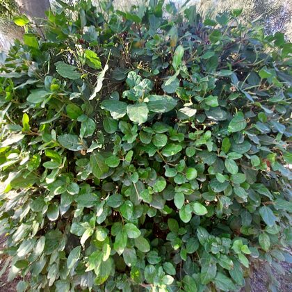 Palatine hill garden in Rome - Horti Farnesiani Сады Фарнезе - Фарнезианские сады Палатин