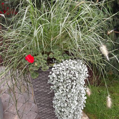 property manager jurmala