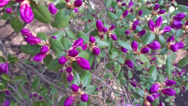 Рододендроны Rododendri
