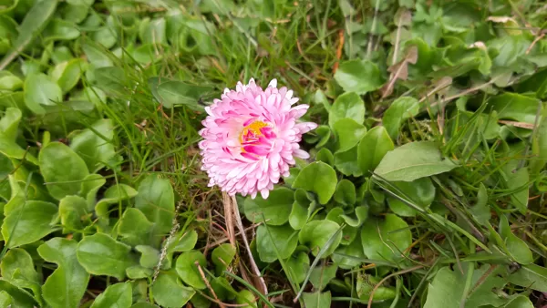 Mārpuķīte - Маргаритка обыкновенная - Common daisy