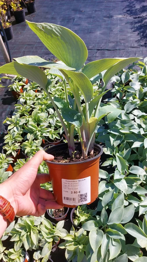 Хосты - Hostas