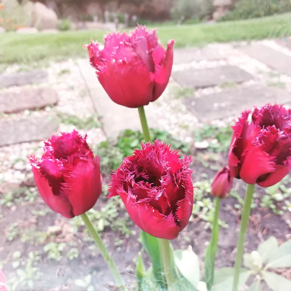Тульпаны - Tulpes