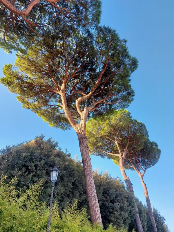Vatican gardens Giardini Vaticani Horti Civitatis Vaticanae Сады Ватикана  Vatikāna dārzi