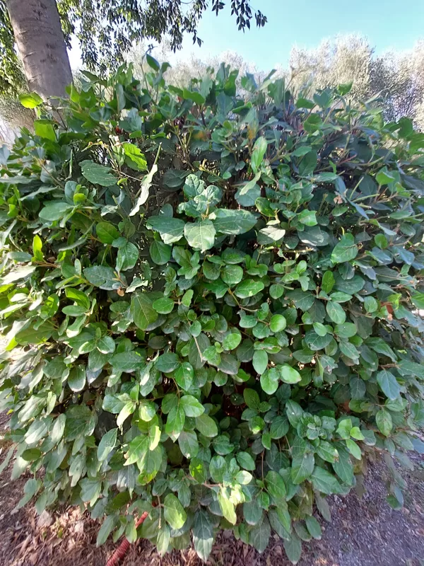 Palatine hill garden in Rome - Horti Farnesiani Сады Фарнезе - Фарнезианские сады Палатин