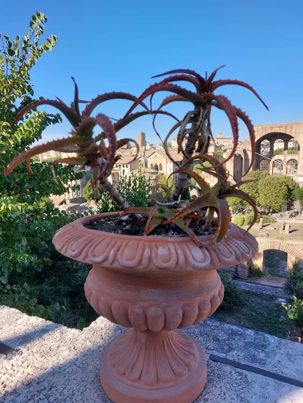 Palatine hill garden in Rome  Horti Farnesiani