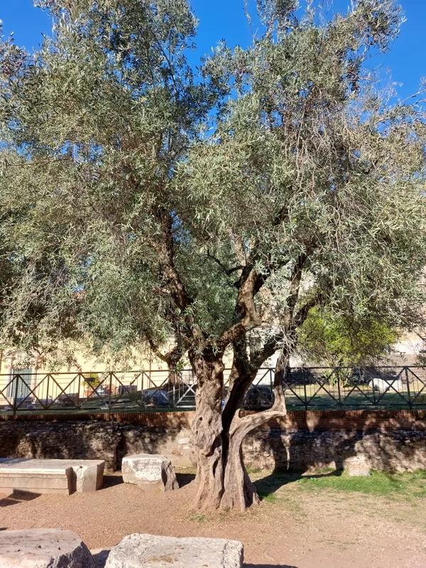Palatine hill garden in Rome  Horti Farnesiani