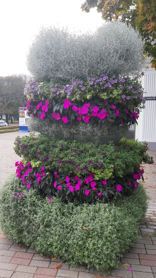 Цветы в городе