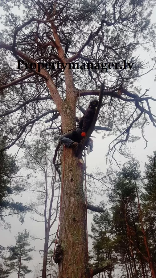 подрезка веток в Юрмале