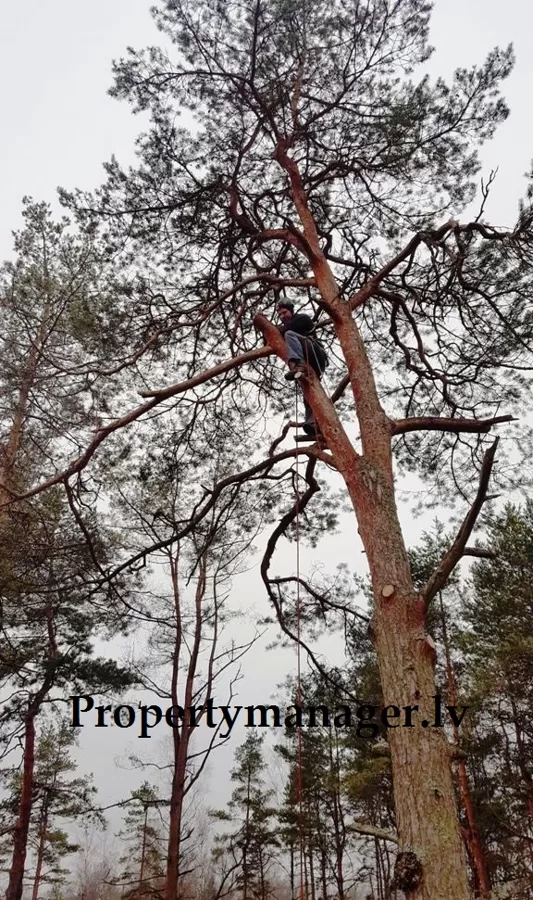 подрезка веток в Юрмале