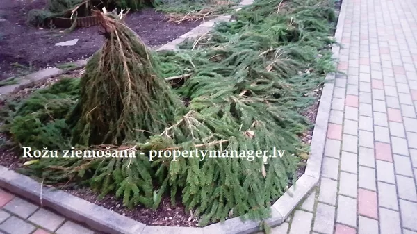 Зимовка роз