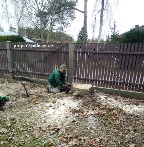 stump cutting