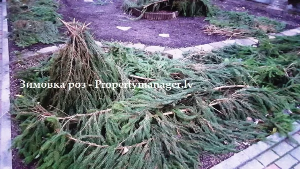 Зимовка роз в Юрмале